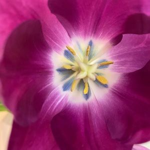 Meet your Posher, Jacqueline